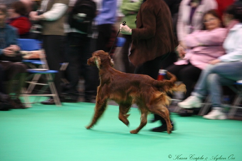 Crufts2011 289.jpg